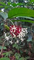 Image result for Clerodendrum tricholobum