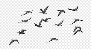 Schwarm Enten Fliegen Tagsuber Vogelzug Schwan Gans Flug Gruppe Ganse Fliegen Nach Suden Tiermigration Vogel Png Pngegg