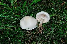 Claudette gallant ha rilasciato questa immagine funghi da giardino con licenza di dominio pubblico. Funghi In Giardino Antares Legnano