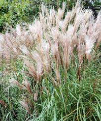Image result for Miscanthus violaceus