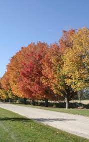 Sugar Maple Tree Picture Slideshow Maple Tree Perfect Plants Japanese Maple Tree