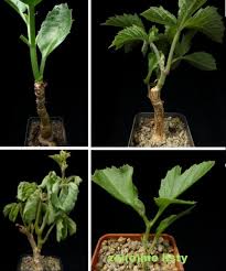 Image result for Cissus nigropilosa