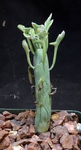 Image result for Kleinia