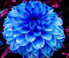 Find them a great gift with our flowers sale! Dahlia Bulbs Dahlia Flowers Blue Dahlia Flower Rare Blue Flowers Rare Bulbs 19 99 Picclick