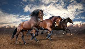 We hope you enjoy our growing collection of hd images to use as a background or home screen for your smartphone or computer. Horse 4k Ultra Hd Wallpaper Background Image 4952x2875