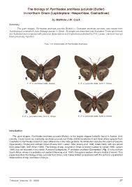 Image result for Caucanthus auriculatus