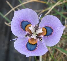 Image result for Moraea niassensis