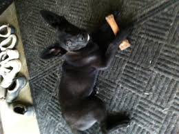 This means that we can process adoptions for puppies under the age of 6 months over the phone. New Puppy Shepherd Lab Mix Craigslist Rescue German Shepherds Forum