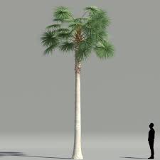 We did not find results for: Mexican Fan Palm V3 The3dgarden Library For 3ds Max