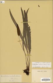 Image result for Elaphoglossum aubertii