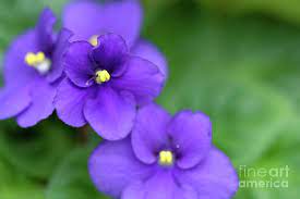 African Violet Flowers By Neil Overy Violet Flower African Violets Flowers