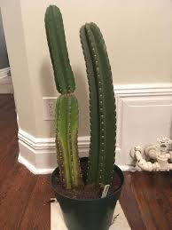 If your cactus is beginning to yellow it is often a watering issue, either too much or too little. My Cactus Is Turning Yellow Black Could Anybody Help Me Figure Out What Is Wrong With It Cactus