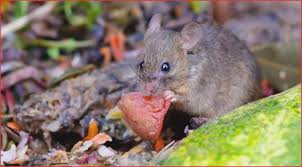Hier finden sie eine anleitung zur rattenbekämpfung in haus und garten und wie man dem rattenbefall vorbeugen was kann man gegen die ratten tun? Garten Konzept 26 Einzigartig Was Tun Gegen Ratten Im Garten O38p