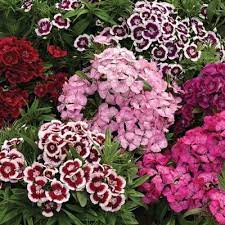 Dianthus Diabunda Mix F1 Annual Flowers Flower Seeds Wholesale Flowers