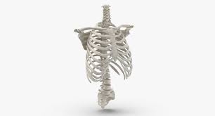 Rib cage in anderen sprachen: Real Human Rib Cage 3d Model Turbosquid 1639935