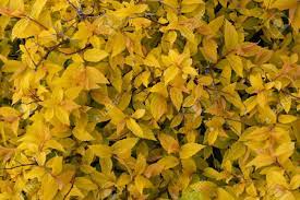 The brightness of yellow really pops against almost any background, especially the deep greens of plant foliage or the browns of fences. The Background Of Yellow Leaves Bright Yellow Bush Spiraea Japonica Stock Photo Picture And Royalty Free Image Image 147909213