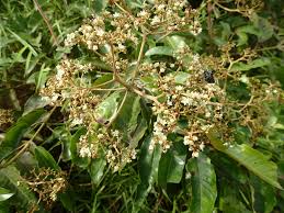 Image result for Harungana madagascariensis