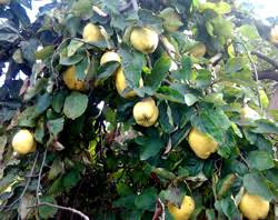 Check spelling or type a new query. Quince Trees For Sale Burnt Ridge Nursery Buy Quince Trees