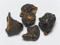 Image result for Cordyla