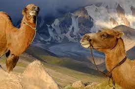 Mongolia is the only country that offers these 4 kinds of riding adventure. Mongolia World Expeditions