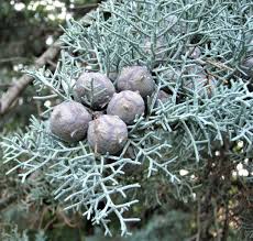 Image result for Cupressus arizonica