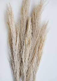 Available Dry Pampas Grass Dried Flowers Pink Pampas Grass