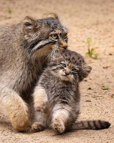 Galería Cinco crías de gato de Pallas, conocidos como los felinos más  gruñones del mundo por su característica expresión ceñuda, fueron  presentados al público en un zoológico de Japón. Estos pequeños felinos