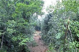 Getting around with a car gives you the flexibility be prepared for falling debris or minor landslides along this narrow road. Cameron Highlands Landslides Due To Housing Commercial Developments Market News Propertyguru Com My