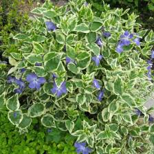 Image result for Vinca major
