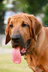 The most honest dog breed review you'll ever find about fila brasileiro temperament, training, personality, behavior, pros and cons. Brazilian Mastiff Or Fila Brasileiro Dog At The Park Stock Photo Picture And Royalty Free Image Image 34101281