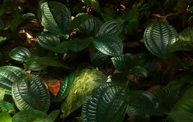 Untuk melihat detail lagu elyana tapak sulaiman klik salah satu judul yang cocok, kemudian untuk link download elyana. Phyllagathis Wikipedia