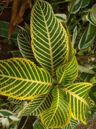 Image result for Sanchezia speciosa