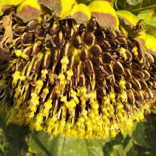 Tahukah darimana asal biji matahari atau yang biasa kita sebut sebagai kuaci itu bisa didapatkan? Zer0 Benih Salt N Roast Sunflower Bunga Matahari Biji Besar Biji Kuaci Lazada Indonesia