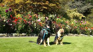 Besides pet stores, there are many shops & restaurants that. Pet Friendly Public Transportation In The Us And Canada