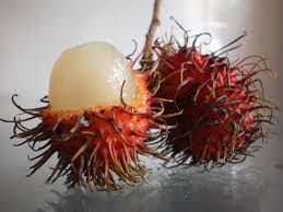 Image result for Sapindaceae