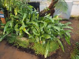 Image result for Microsorum punctatum