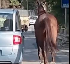 Foggia, cavallo trascinato da un'auto sulla provinciale: denuncia di LNDC -  Foggia Reporter
