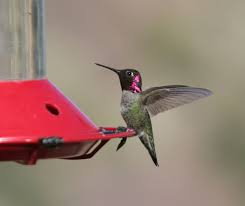 hummingbird annas hummingbird hummingbird beautiful birds