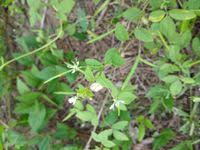 Image result for Cleome aculeata