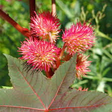 Image result for Ricinus communis