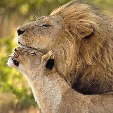Lions In Love Lion Animals Wildlife Lion Love Big Animals Animals Beautiful