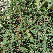 Image result for Polygonum aviculare