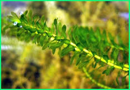 9 Jenis Tanaman Air Yang Menghasilkan Oksigen Di Kolam Dan Akuarium Tanaman Air Tanaman Akuarium