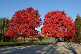 You'll love our great select of plants at the lowest prices. Red Maple October Glory Plant Profile Sylvan Gardens Landscape Contractors