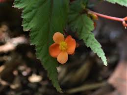 Image result for Begonia sutherlandii