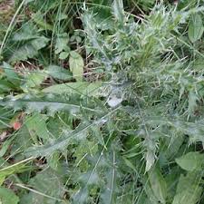 セイヨウトゲアザミ Cirsium Arvense