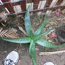 Image result for Aloe cameronii × greatheadii