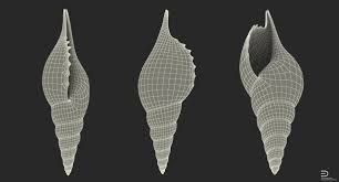 Seashell Royalty Free 3d Model Preview No 8 3d Model Sea Shells Model