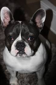 Yara The French Bulldog French Bulldog Bulldog Bulldog Puppies
