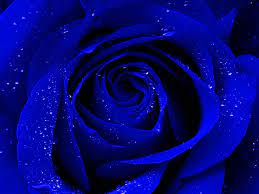 This aptly named beautiful blue arrangement will be sure to delight your recipient for any occasion. Blue And Beautiful By Saimgraphics On Deviantart
